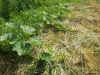 200369hatake19.JPG (93118 oCg)
