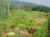 200369hatake1.JPG (90430 oCg)