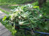 200369hatake21.JPG (91451 バイト)