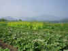 200369hatake22.JPG (85321 oCg)