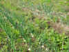 200369hatake2.JPG (96500 oCg)