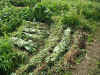 200369hatake5.JPG (95743 バイト)
