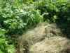 200369hatake7.JPG (96032 バイト)