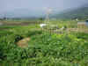 200369hatake9.JPG (88955 バイト)