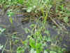 2003730tanbo2.JPG (93949 oCg)