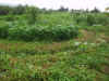2003820hatake13.JPG (92252 oCg)