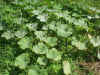 200397hatake4.JPG (90405 oCg)