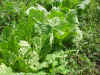 200397hatake92.JPG (91362 oCg)