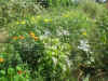 200397hatakea1.JPG (93053 oCg)
