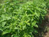 200397hatakea2.JPG (91858 oCg)