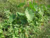 200397hatakea4.JPG (93862 oCg)