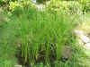 200397niwa1.JPG (93139 oCg)