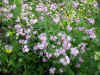 P1010018.JPG (93719 oCg)