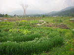 P5200037.JPG (89433 バイト)