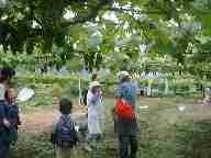 1998.6.28budou.jpg (9112 バイト)