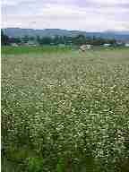 1998.6.28soba.jpg (7723 バイト)