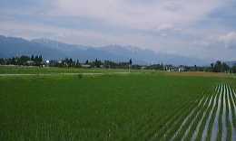 1998.6.4.gotate.jpg (4215 バイト)