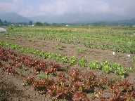 1998.6.8retasu.jpg (5616 バイト)