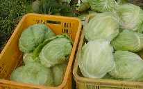 1998124kyabetu.jpg (5340 バイト)