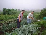 1998721syuukaku.jpg (5205 バイト)