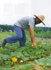 1998913woodylifehatake.jpg (6645 バイト)