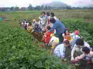 1998930imohori.jpg (4791 バイト)