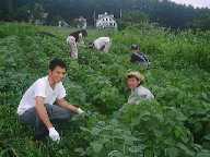 1999722hatake2.jpg (5584 バイト)