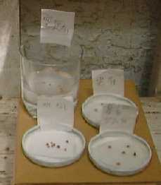 199982hatuga2.jpg (6236 バイト)