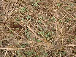 1999913kabu.jpg (14789 バイト)