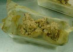 199999kinokonoterinu.jpg (4986 バイト)