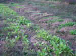 2001109hatake7.JPG (89970 バイト)