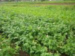 2001620hatake5.JPG (91177 バイト)