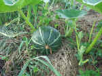 2001723hatake1.JPG (94703 バイト)