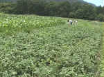 200177hatake4.JPG (90152 バイト)