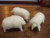 2002118tesigoto4.JPG (75874 バイト)