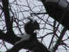 20021223risu.JPG (158887 バイト)