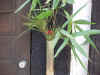 20021226matukazari6.JPG (88509 バイト)
