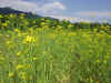 2002513hakake15.JPG (92028 バイト)