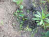 2002531hatake3.JPG (97393 バイト)