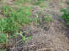 2002531hatake6.JPG (97876 バイト)