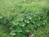 2002815hatake3.JPG (91476 バイト)
