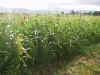 2002815hatake9.JPG (93464 バイト)