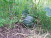2003718hatake3.JPG (92792 バイト)