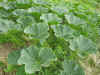 2003718hatake4.JPG (90976 バイト)