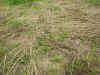 2003718hatake91.JPG (93735 バイト)
