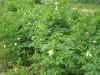 2003718hatake92.JPG (88358 バイト)