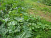 2003718hatake95.JPG (89452 バイト)