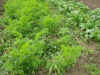 2003718hatake96.JPG (89986 バイト)