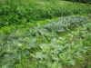 2003718hatake97.JPG (88908 バイト)