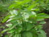 2003718hatake98.JPG (88104 バイト)